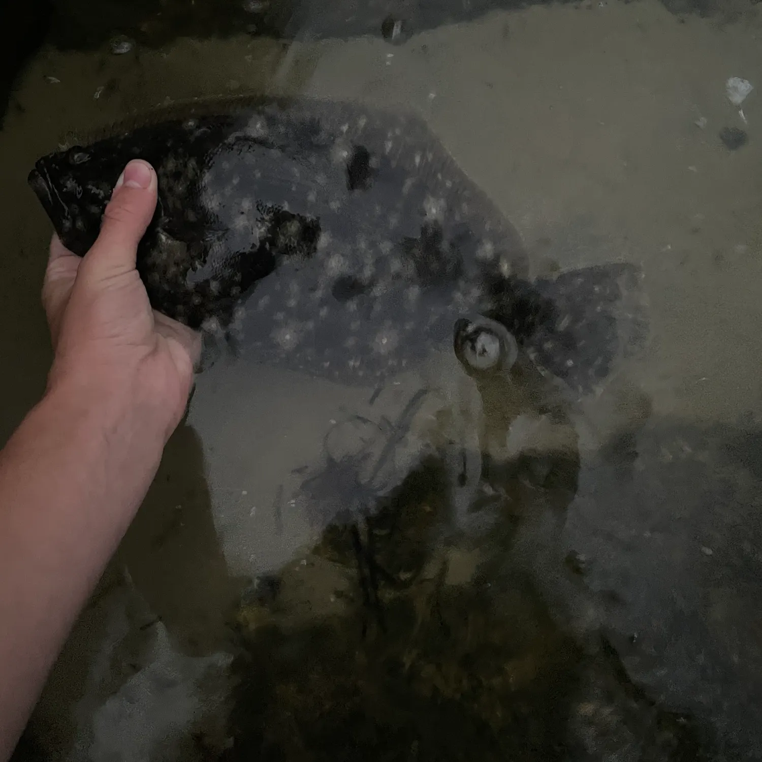 Summer flounder caught on Fishbrain