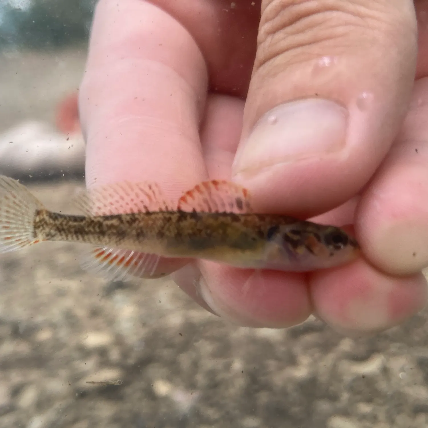 The most recent Slabrock darter catches on Fishbrain