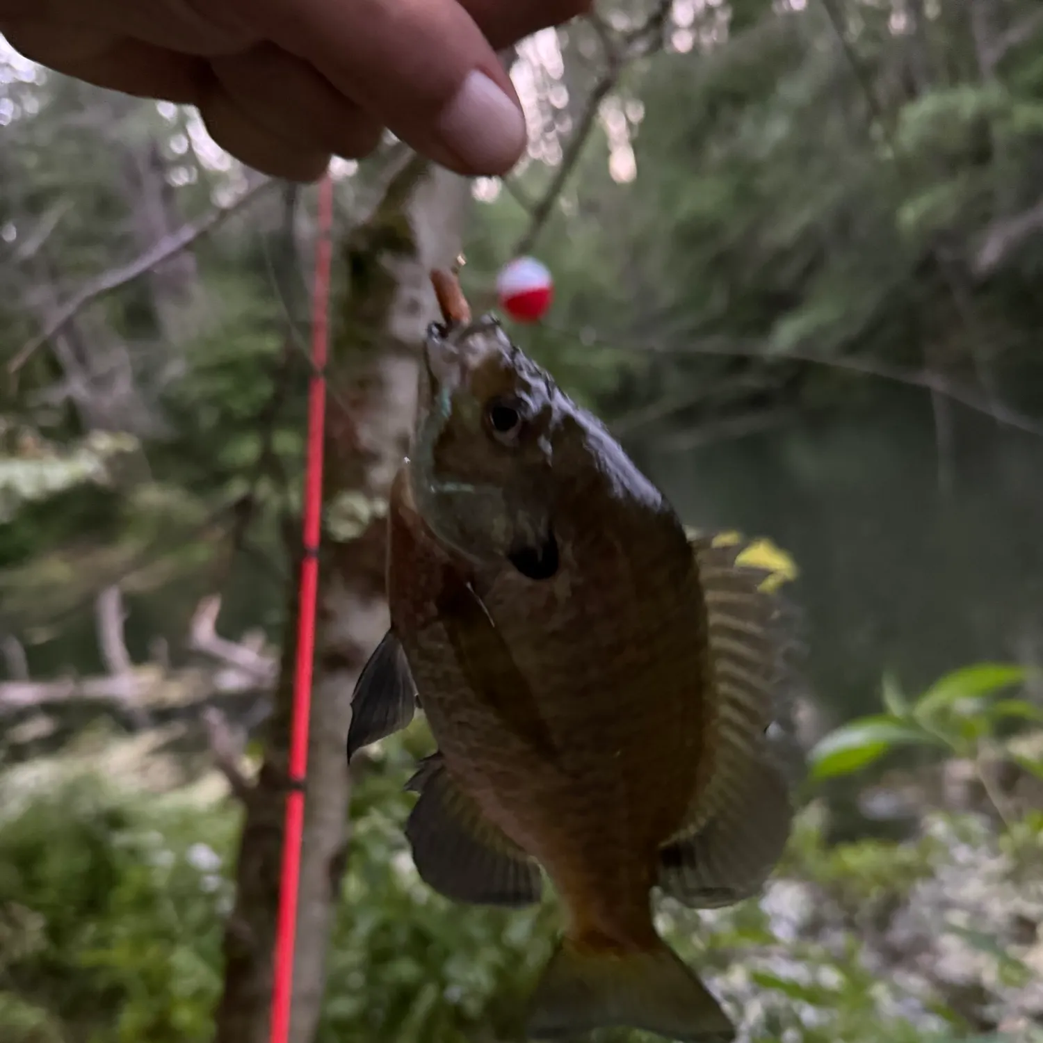 Bluegill caught on Fishbrain