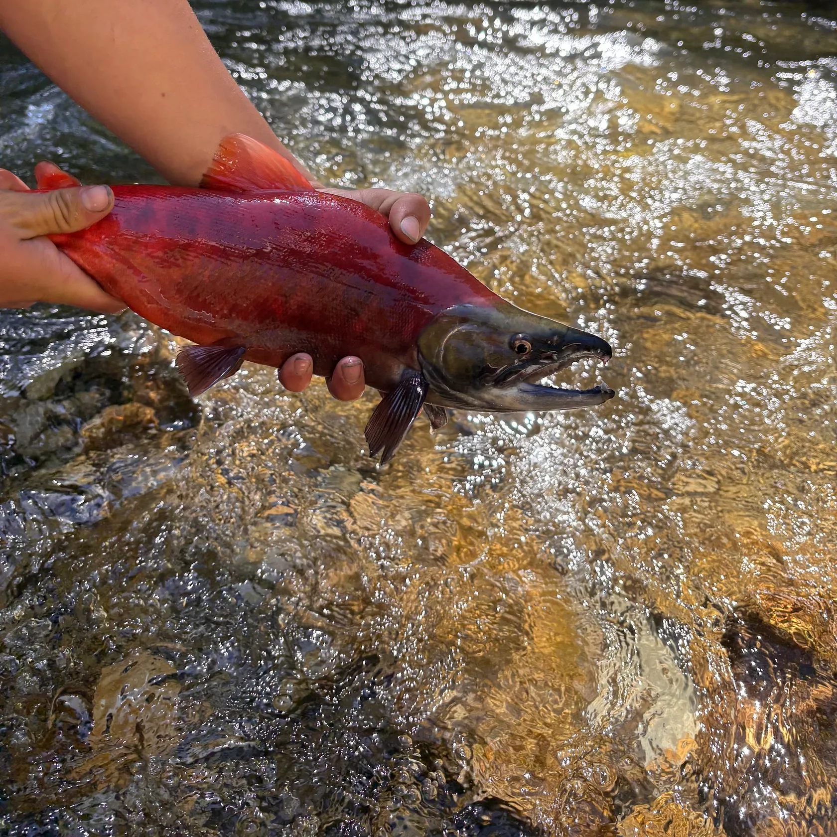 catch