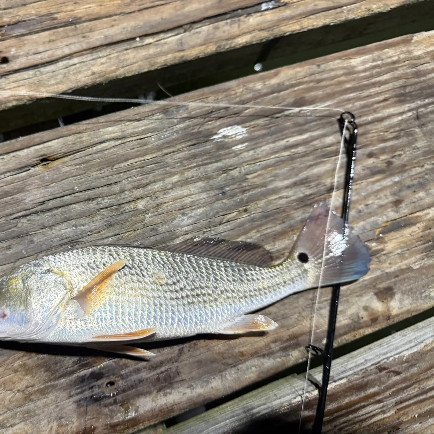 Red drum caught on Fishbrain