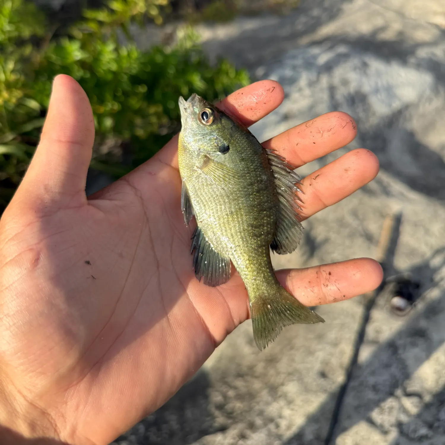 Bluegill caught on Fishbrain