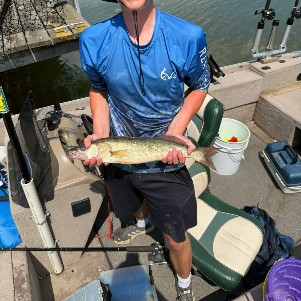 Walleye caught on Fishbrain