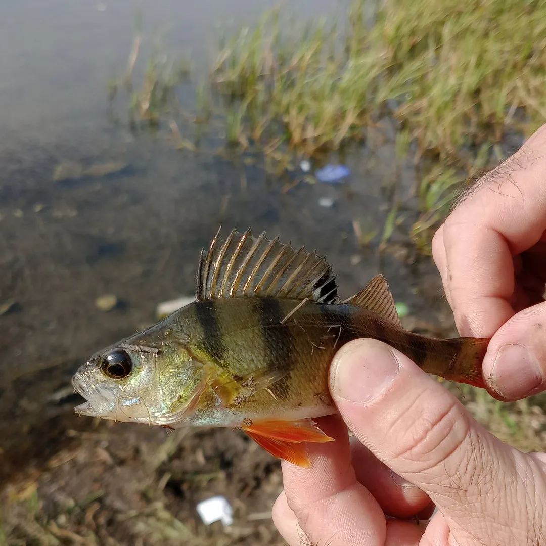 Fish caught on Fishbrain