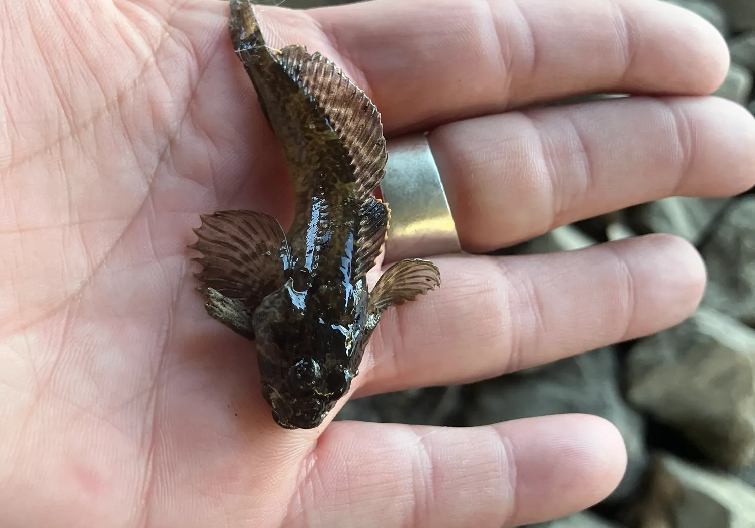 Longspined bullhead