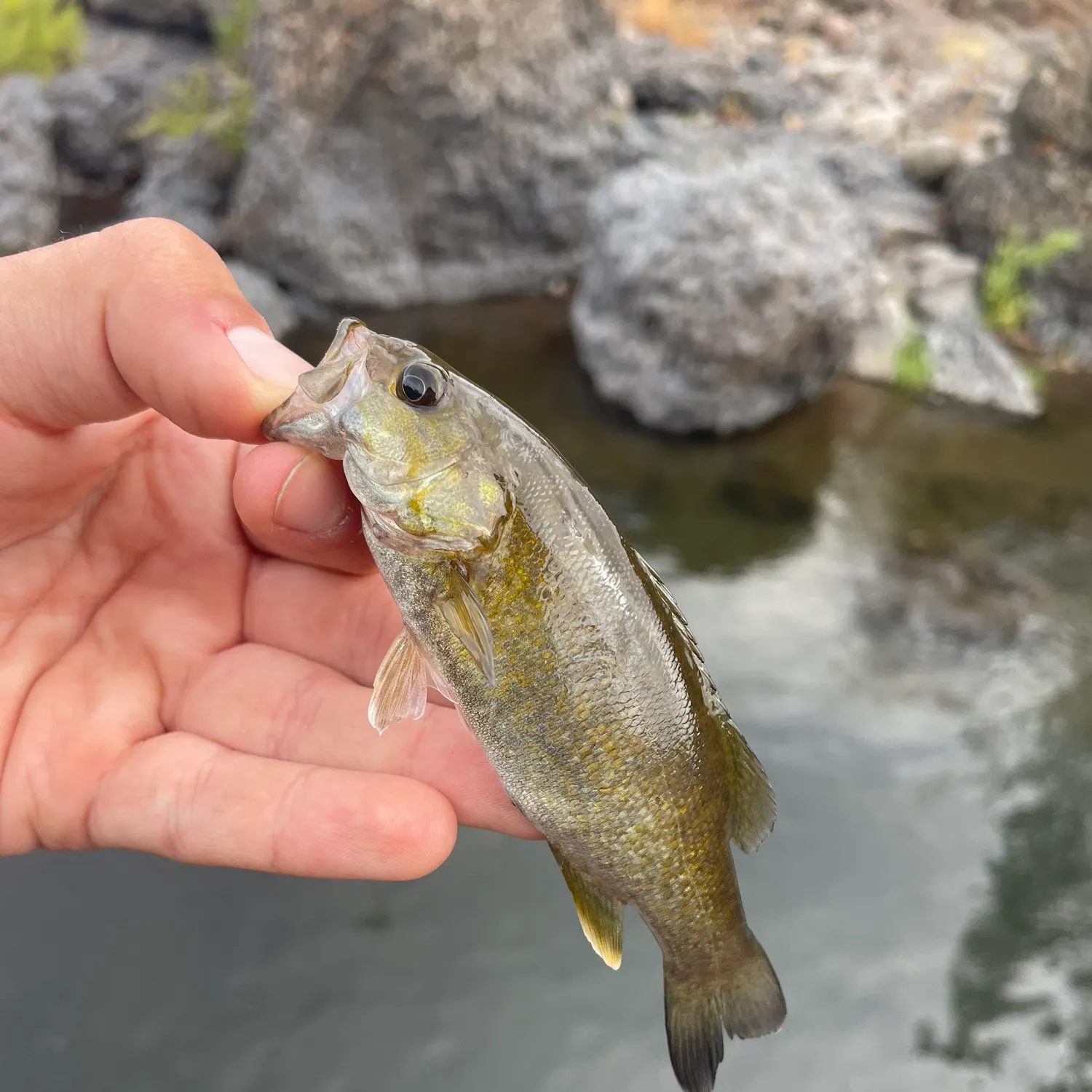 Smallmouth bass caught on Fishbrain