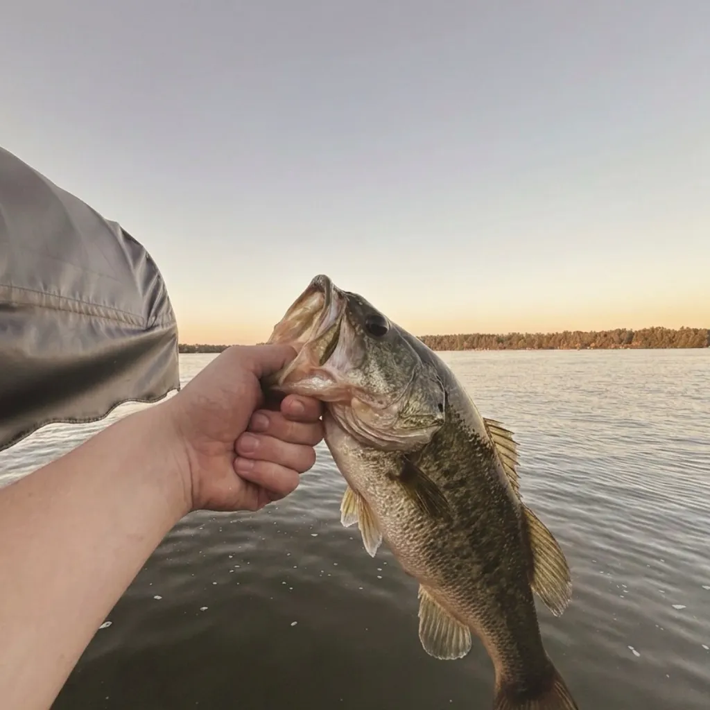 Largemouth bass caught on Fishbrain