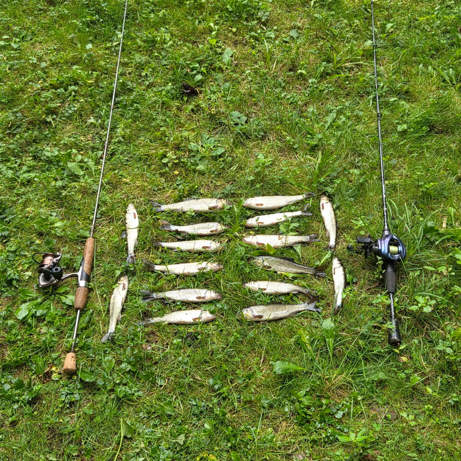 Fallfish caught on Fishbrain