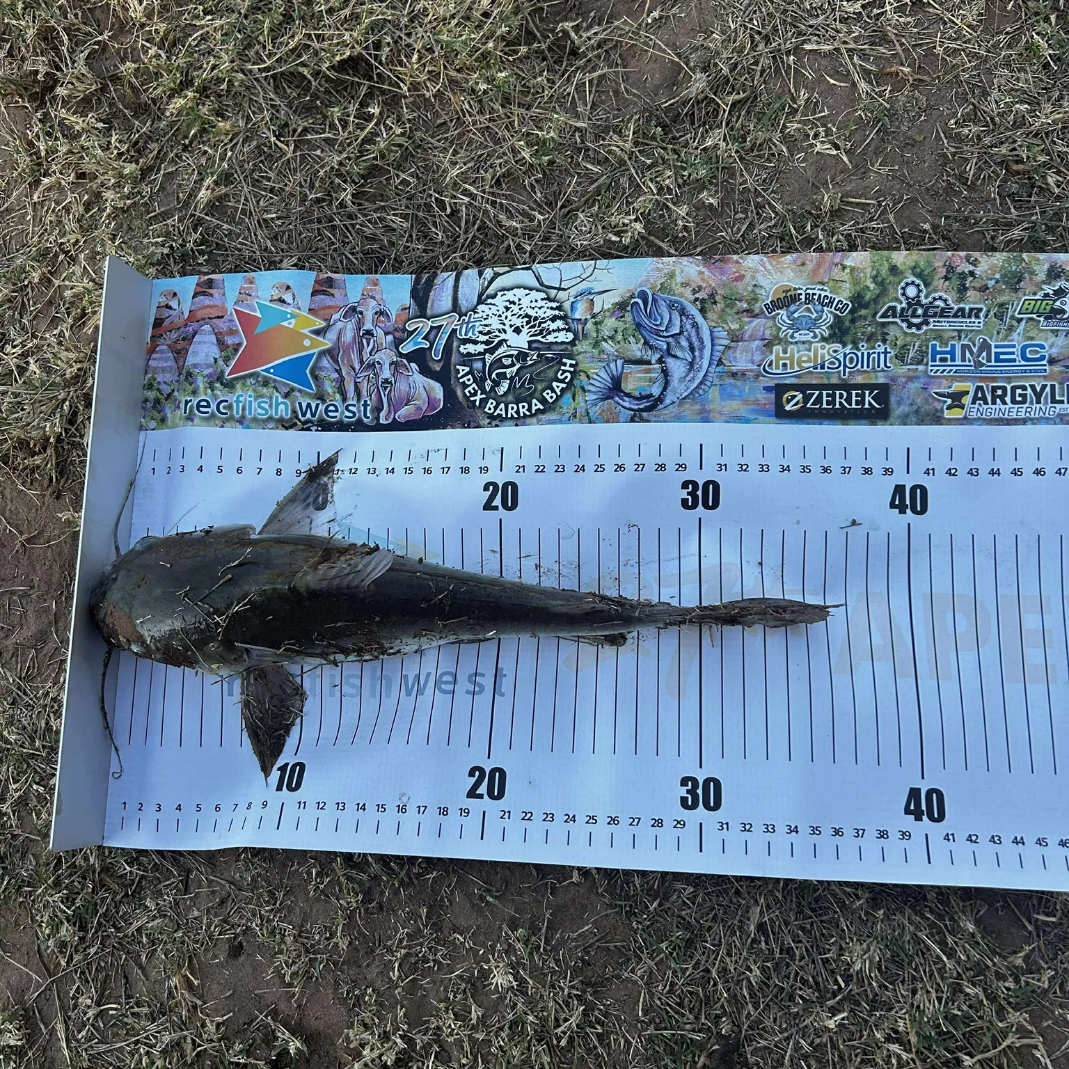 The most recent Blue salmon catfish catches on Fishbrain