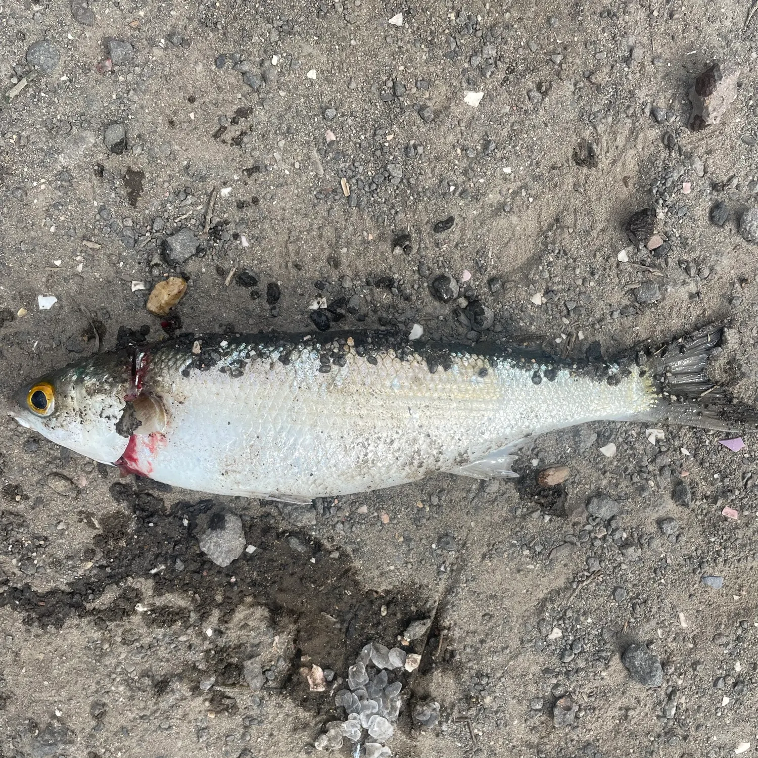 The most recent Yellow-eye mullet catches on Fishbrain