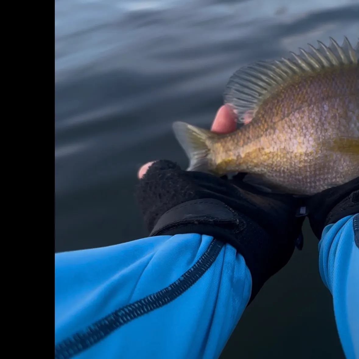 The most recent Bluegill catches on Fishbrain
