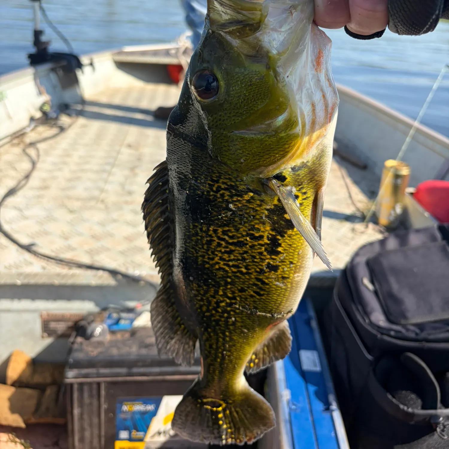 The most recent Kelberi peacock bass catches on Fishbrain