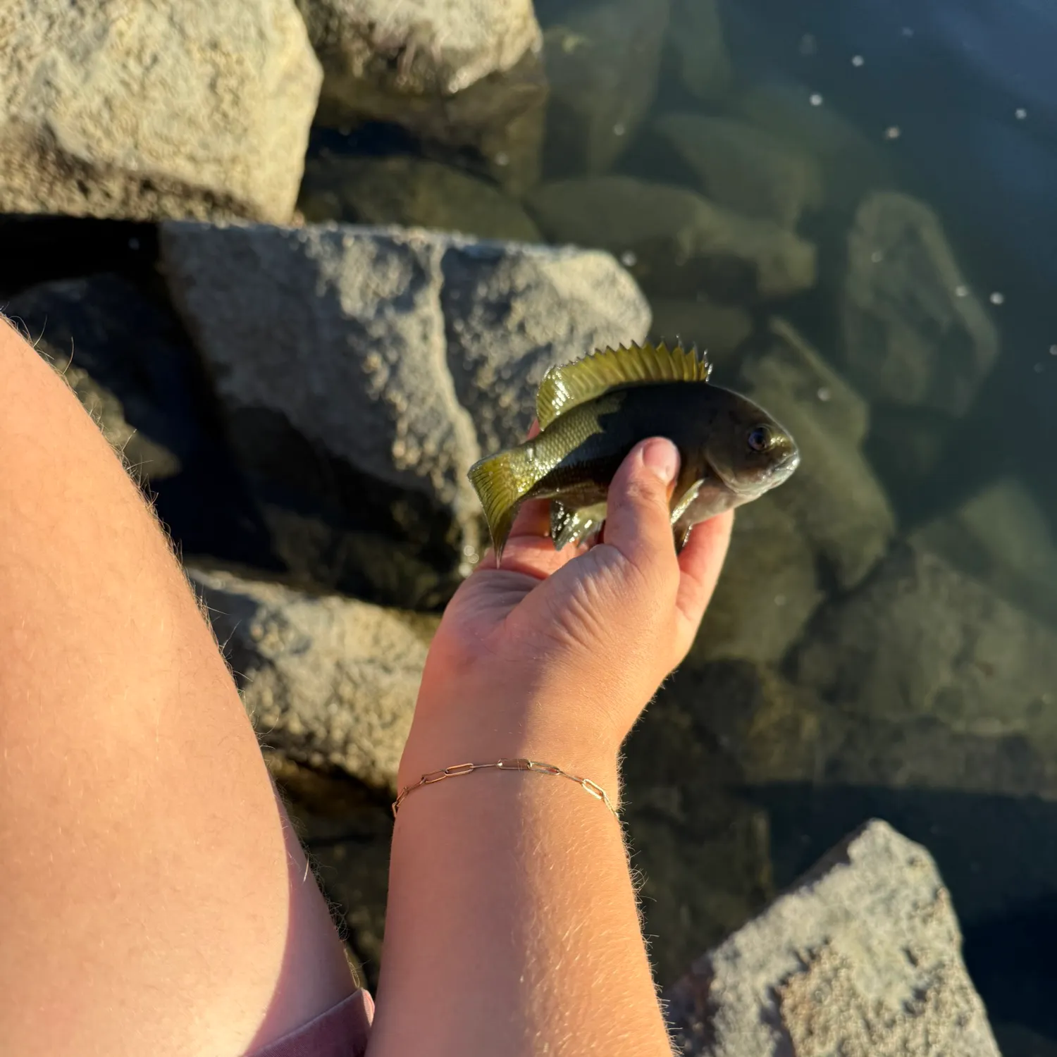 The most recent Opaleye catches on Fishbrain