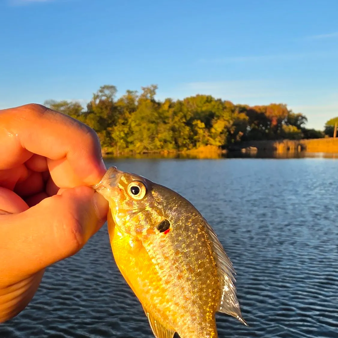 Pumpkinseed caught on Fishbrain