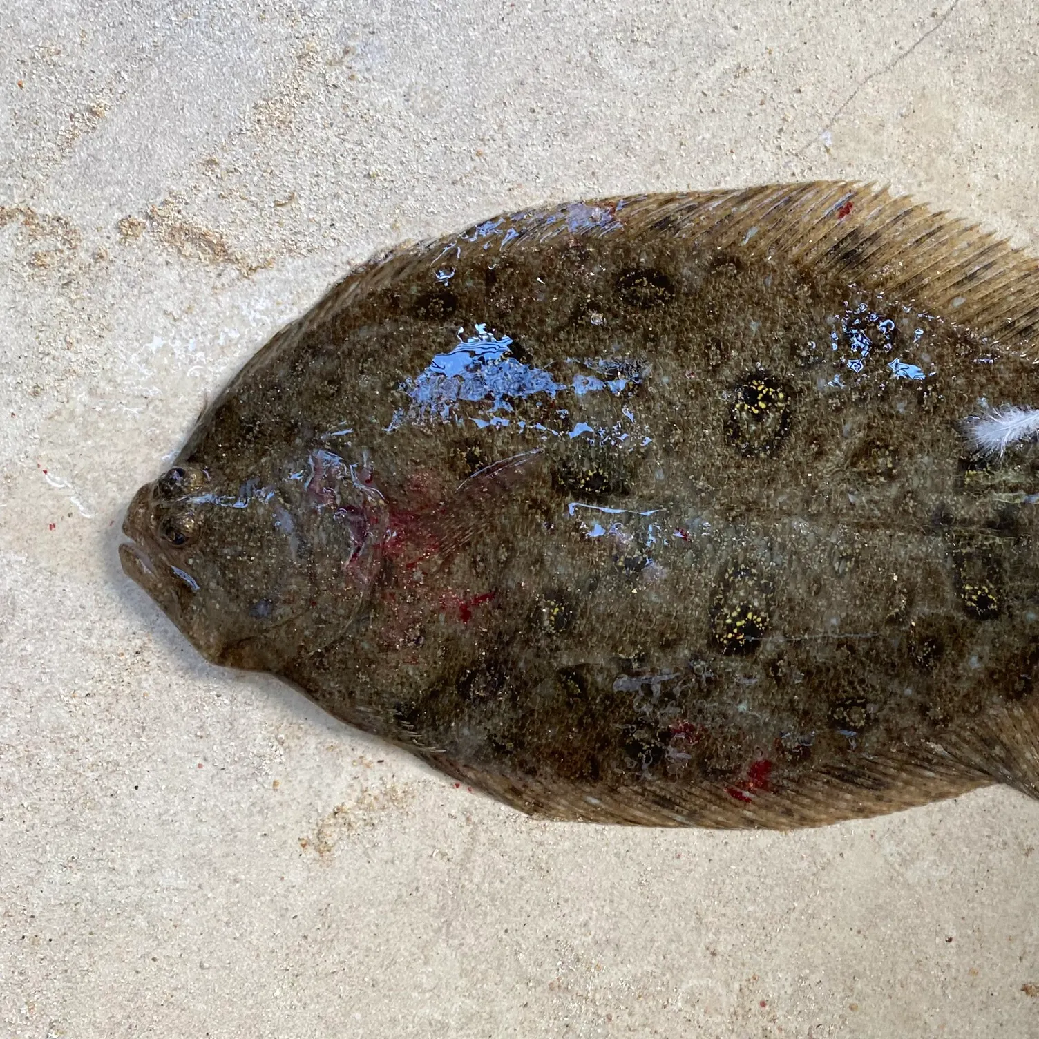 The most recent Greenback flounder catches on Fishbrain
