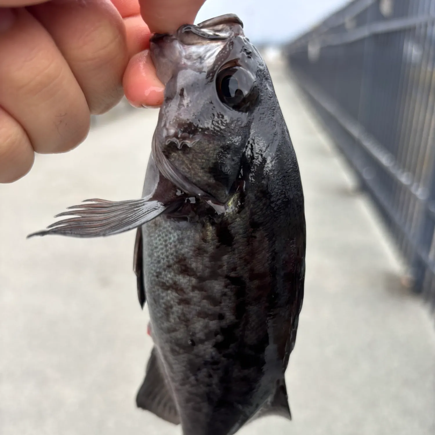 The most recent Black and yellow rockfish catches on Fishbrain