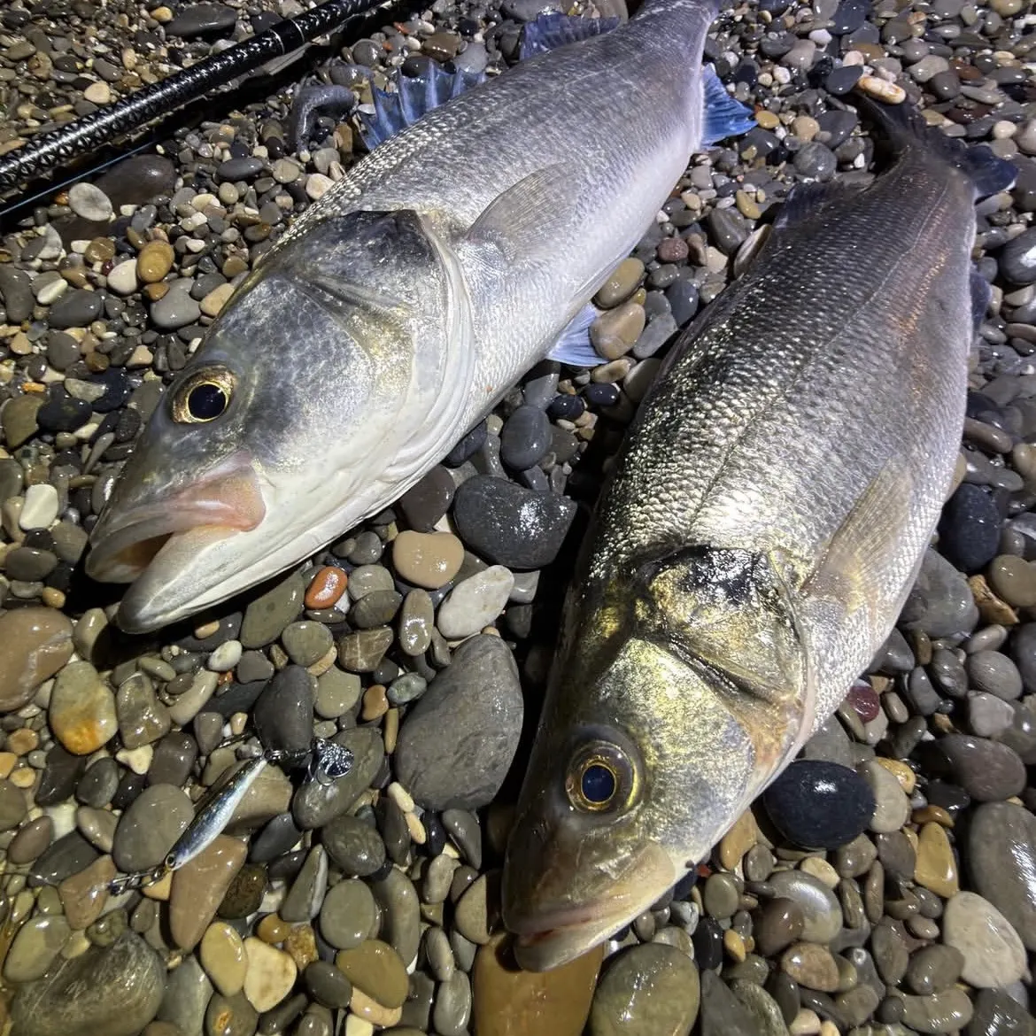 The most recent Spotted seatrout catches on Fishbrain