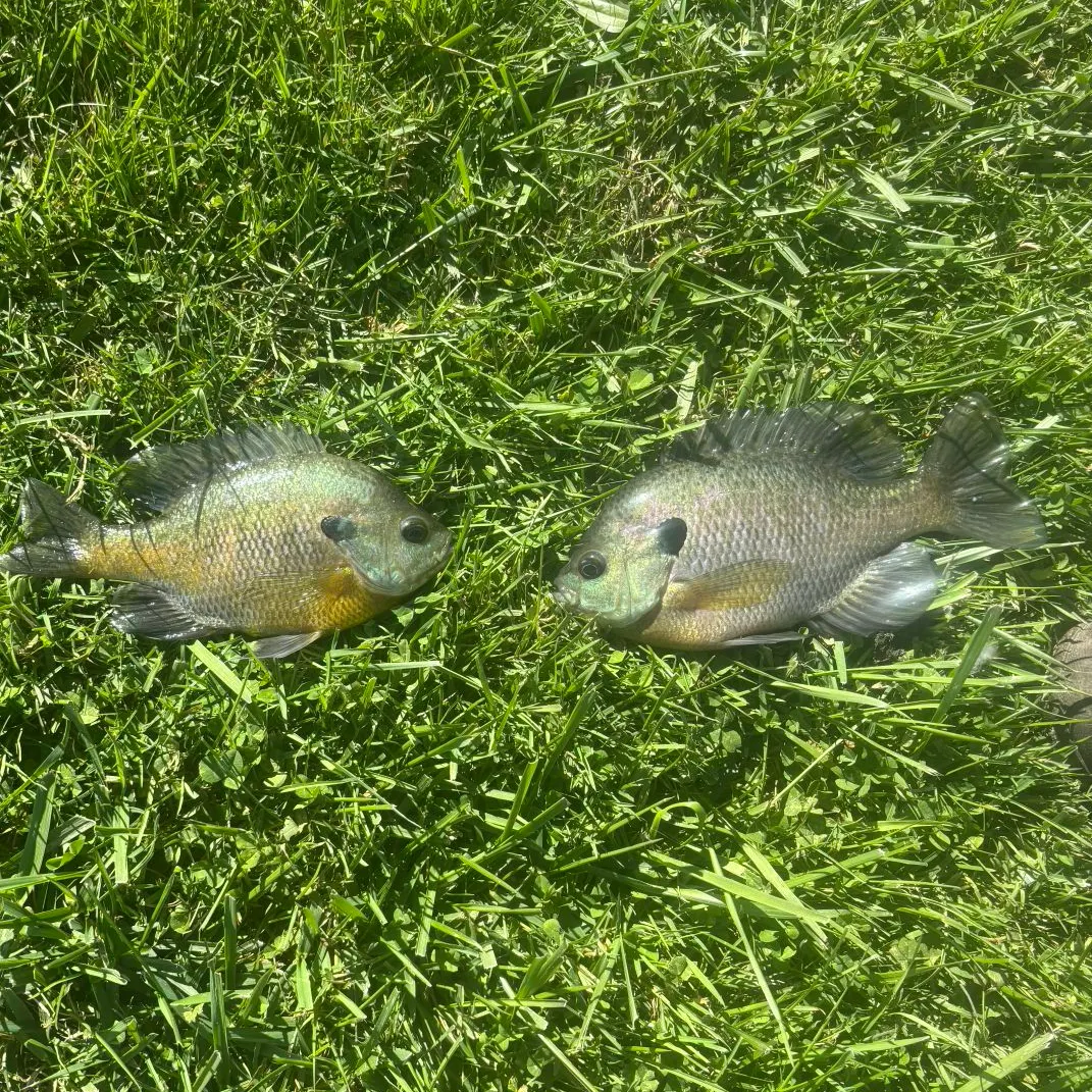 Bluegill caught on Fishbrain