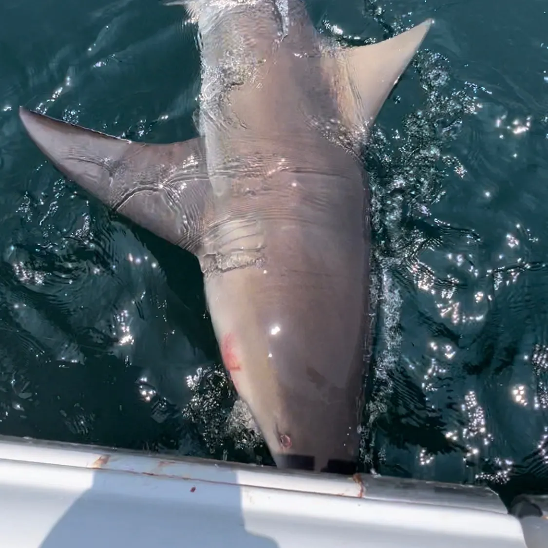 The most recent Silvertip shark catches on Fishbrain