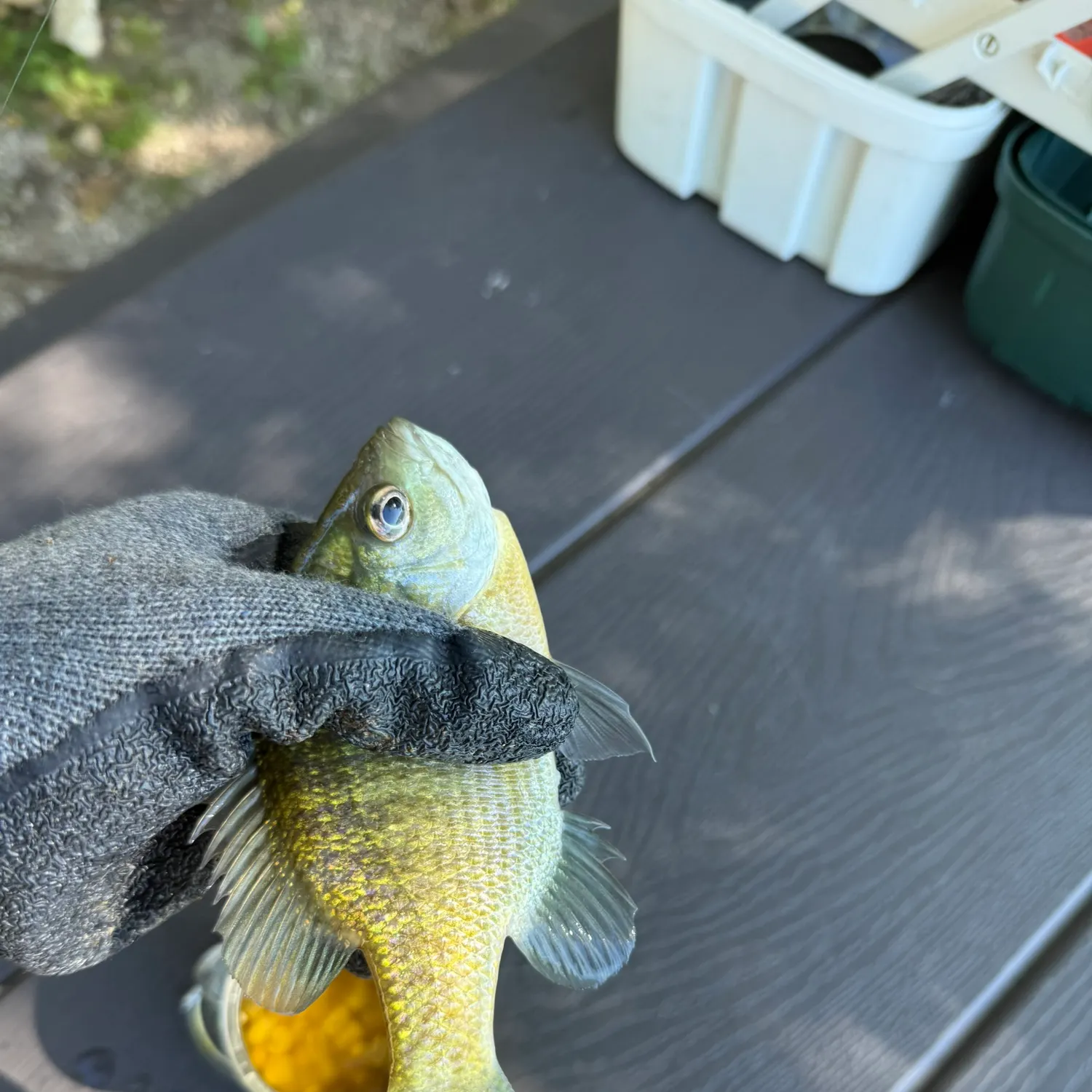 Bluegill caught on Fishbrain