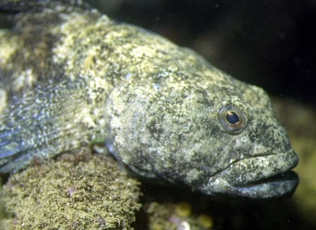 Giant goby