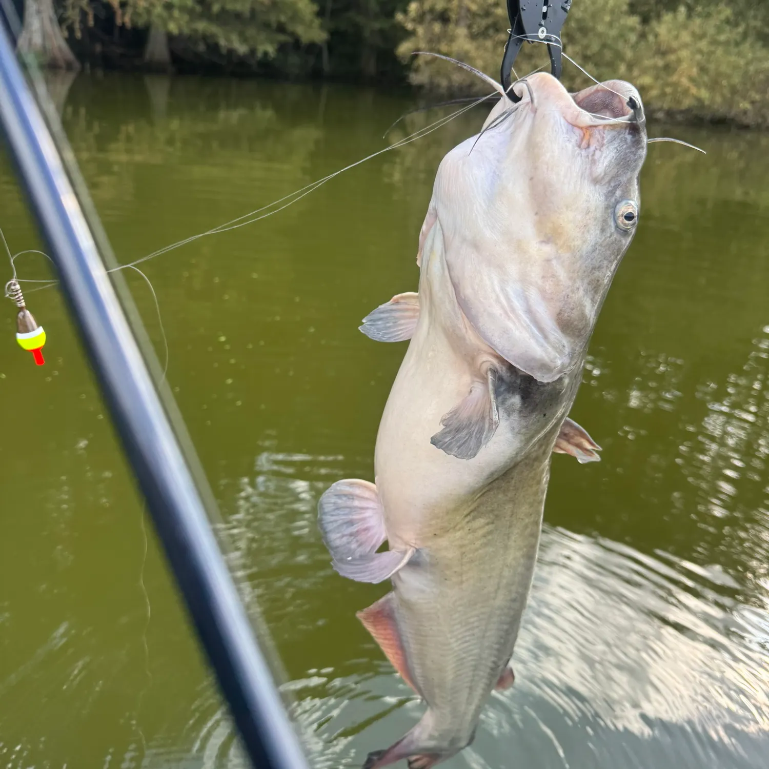 Blue catfish caught on Fishbrain
