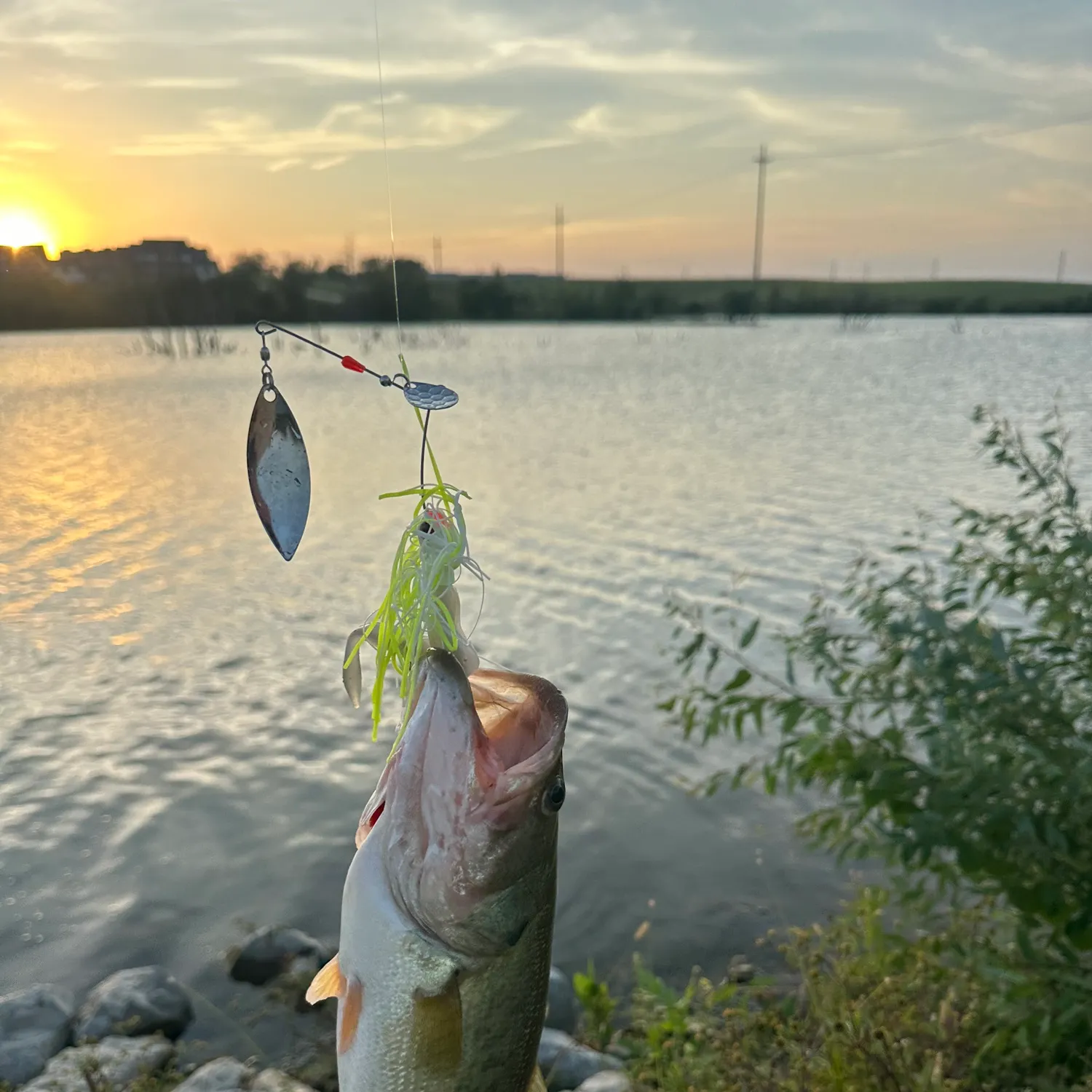 Largemouth bass caught on Fishbrain