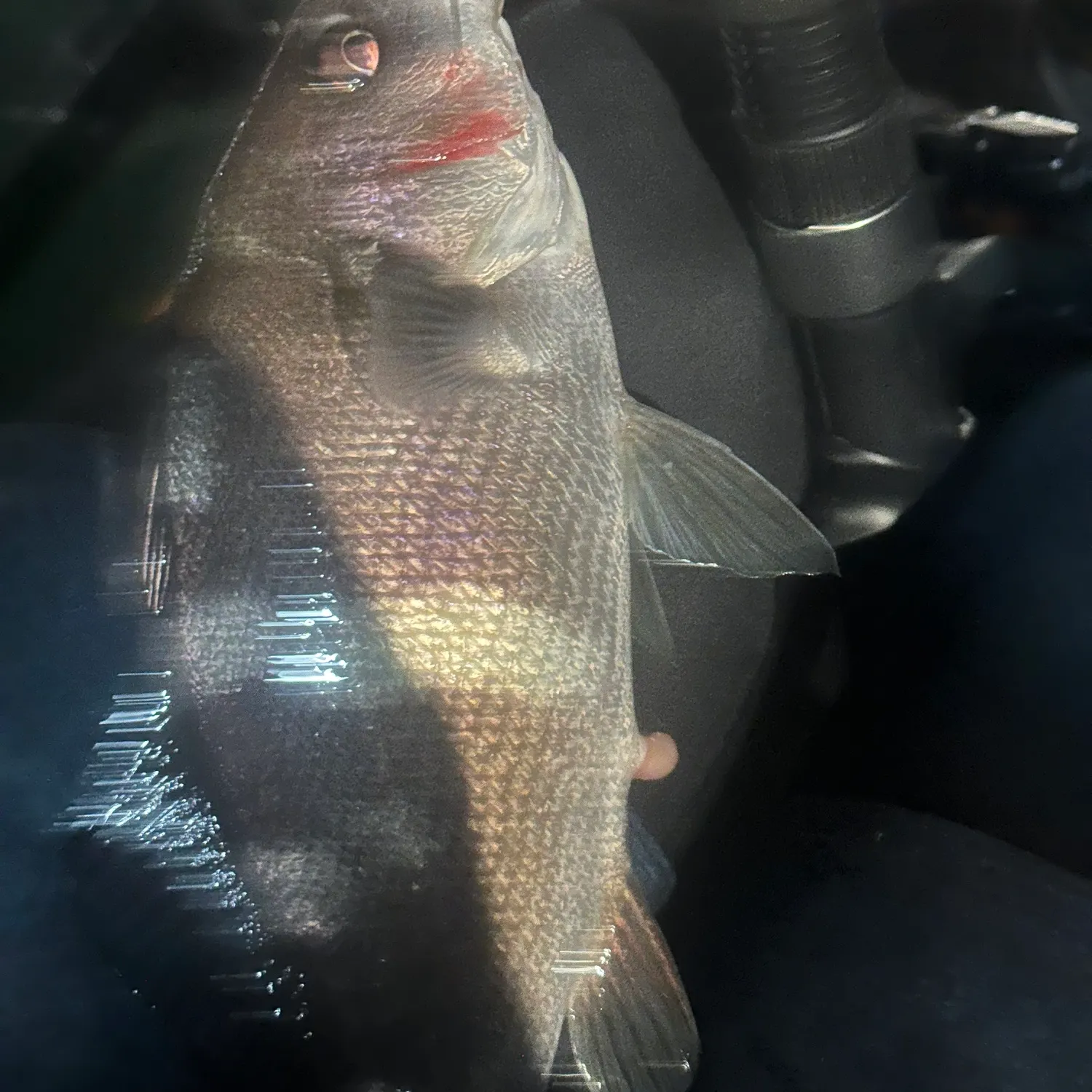 The most recent Black croaker catches on Fishbrain