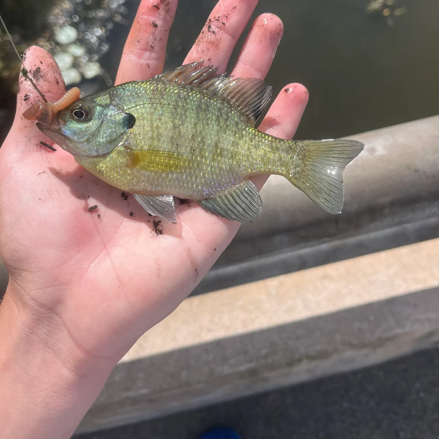 Bluegill caught on Fishbrain