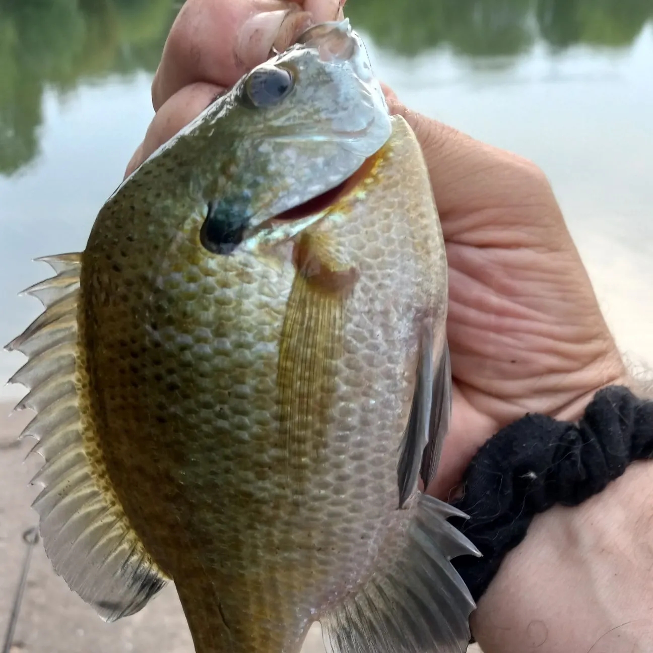 Bluegill caught on Fishbrain