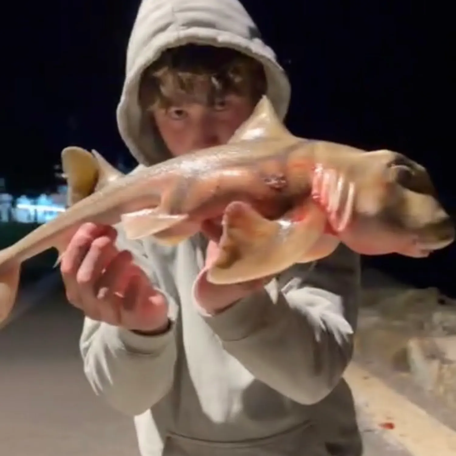 The most recent Port Jackson shark catches on Fishbrain