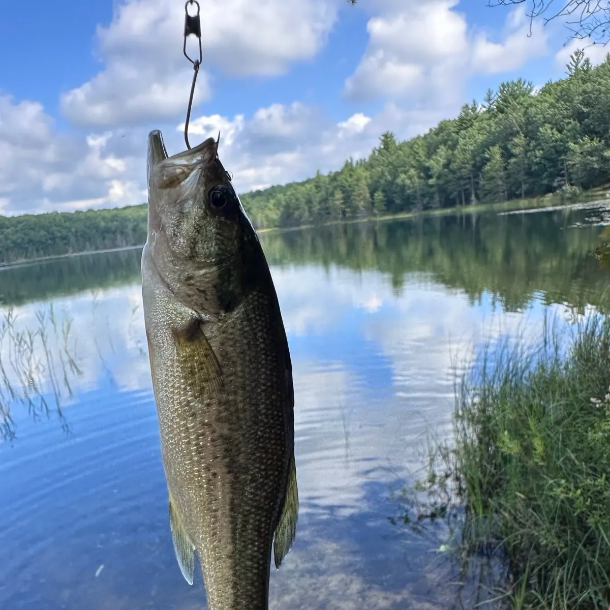 Largemouth bass caught on Fishbrain