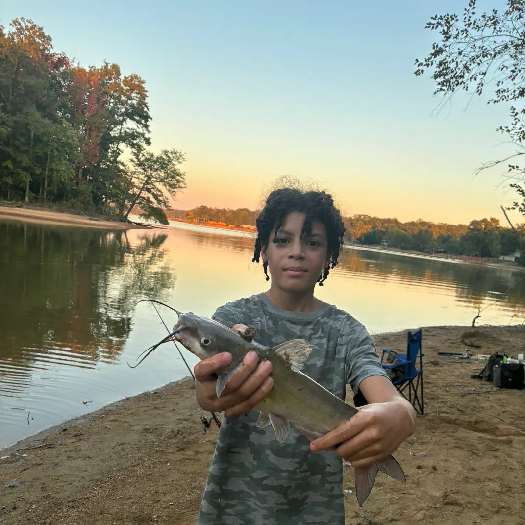 Channel catfish caught on Fishbrain