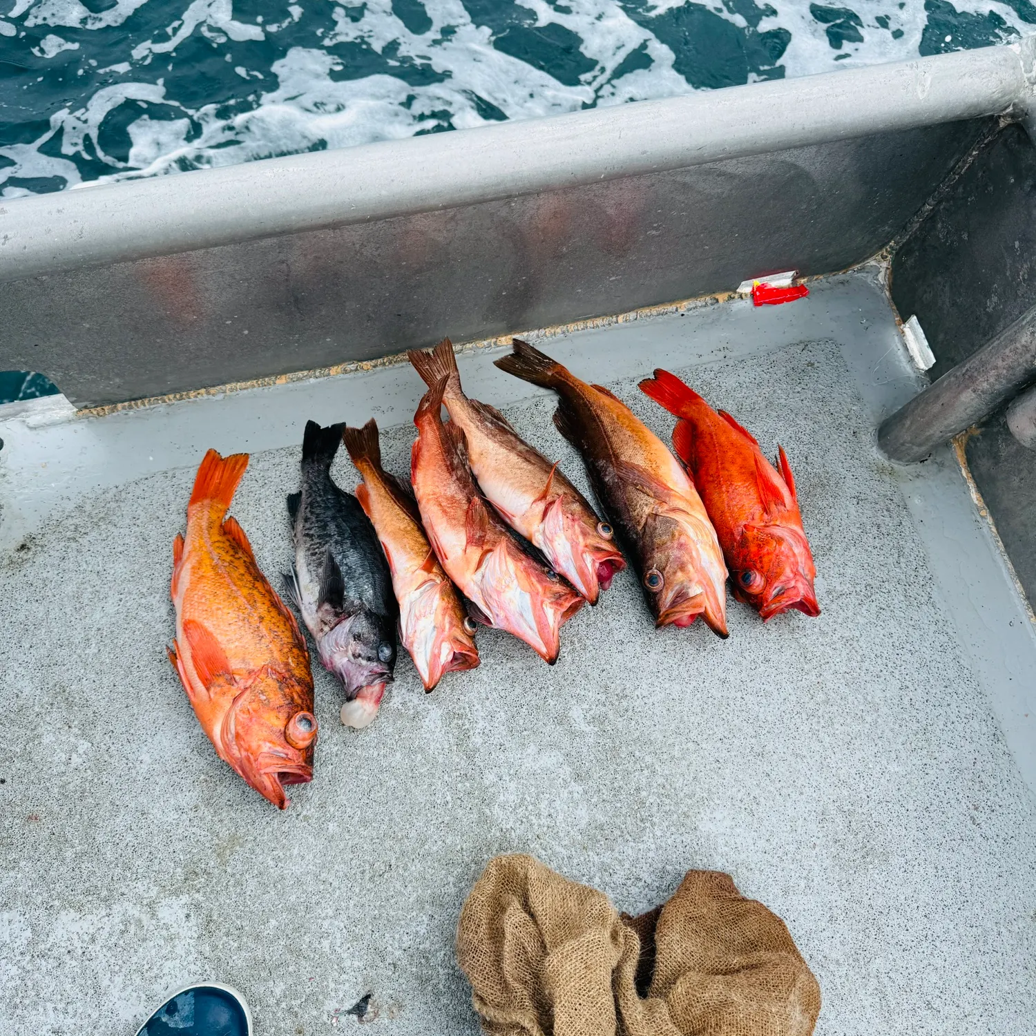 The most recent Vermilion rockfish catches on Fishbrain