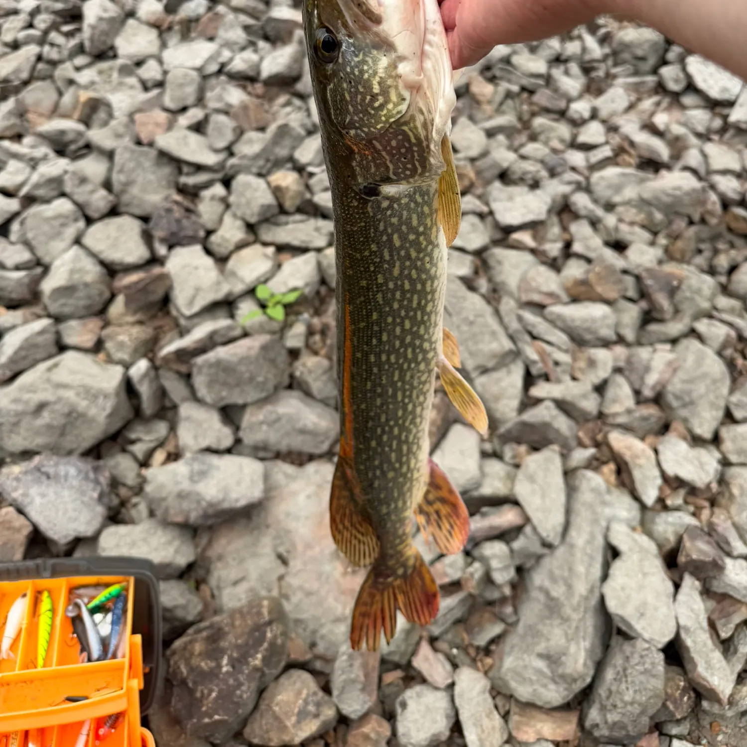 Northern pike caught on Fishbrain