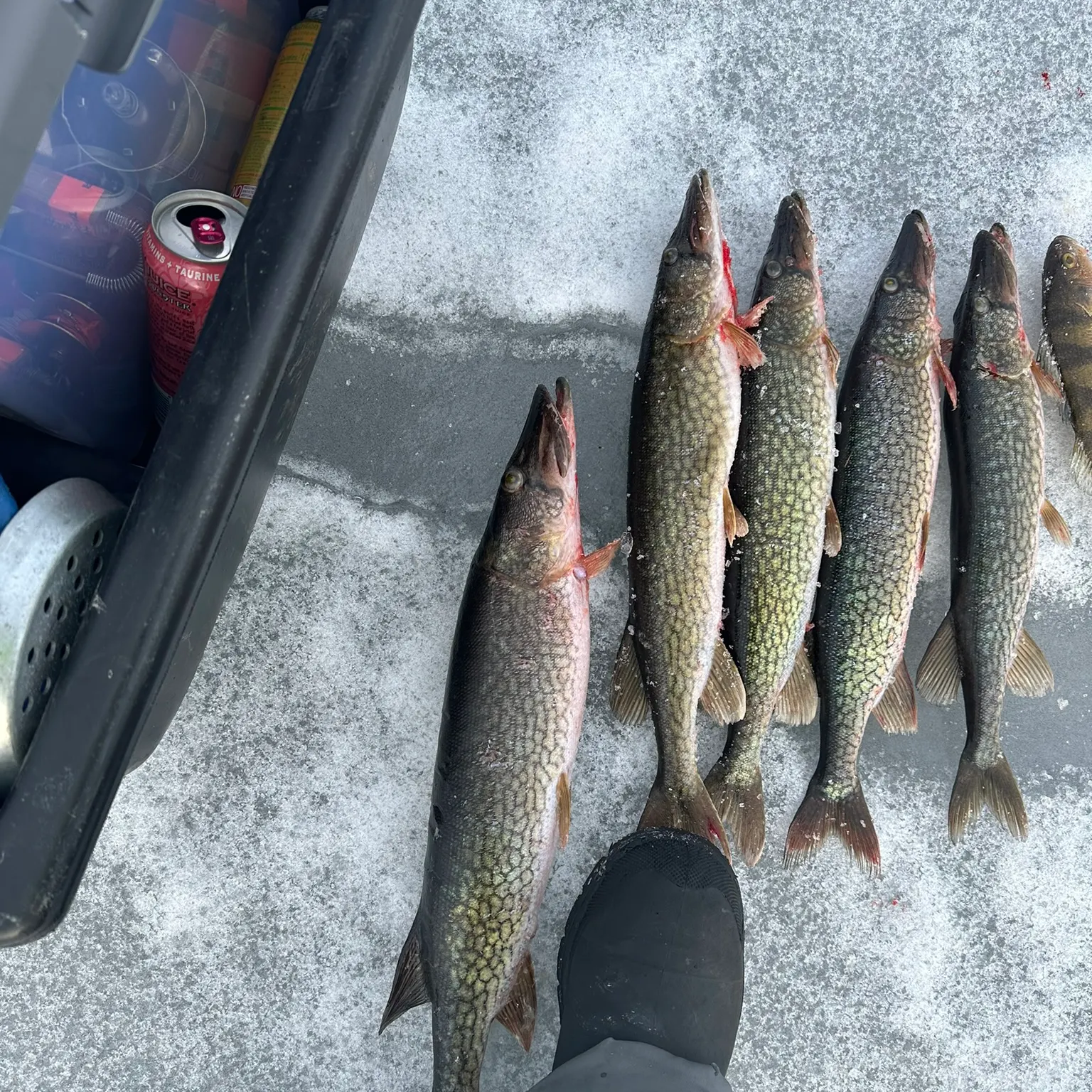 recently logged catches