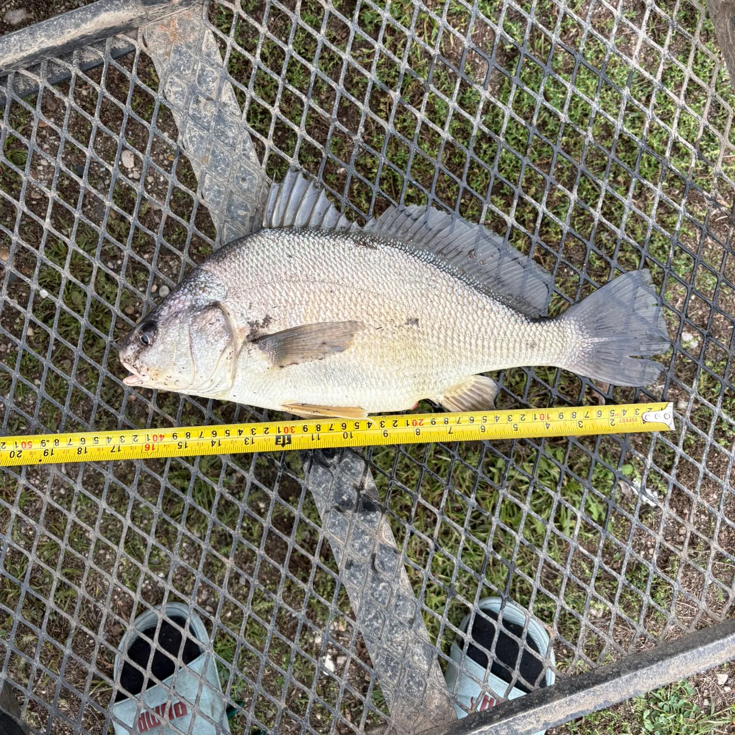 Freshwater drum caught on Fishbrain