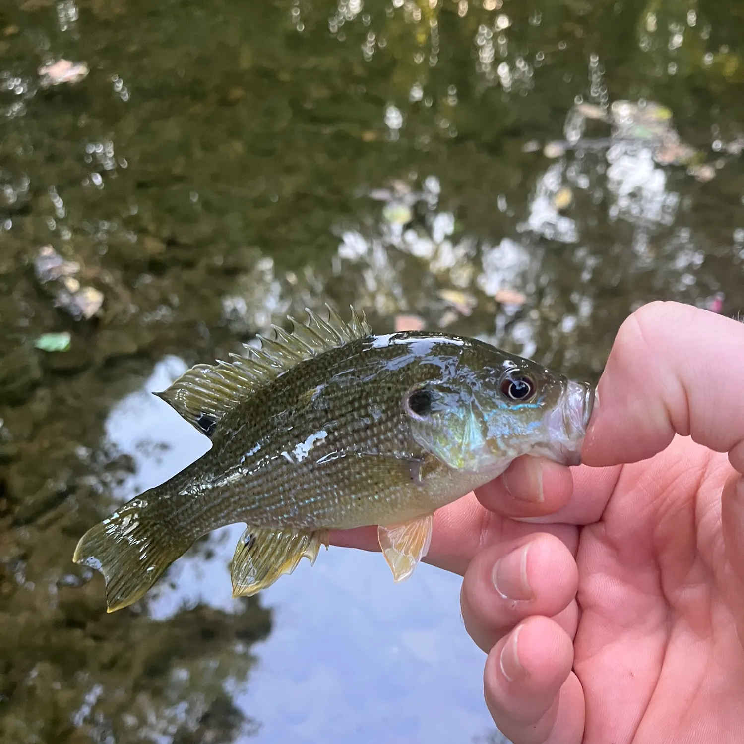 Green sunfish caught on Fishbrain