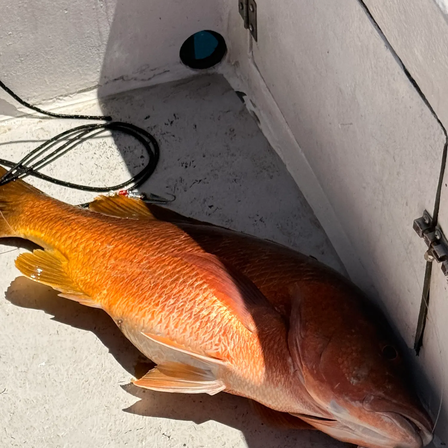 The most recent Pacific cubera snapper catches on Fishbrain