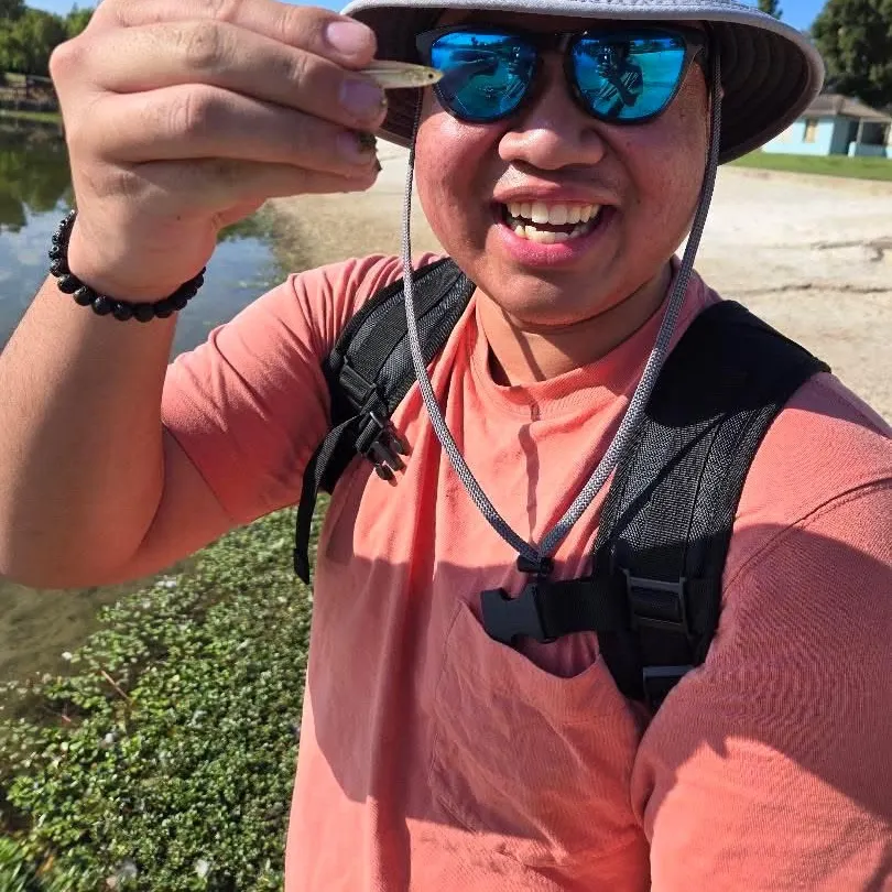 The most recent Fathead minnow catches on Fishbrain