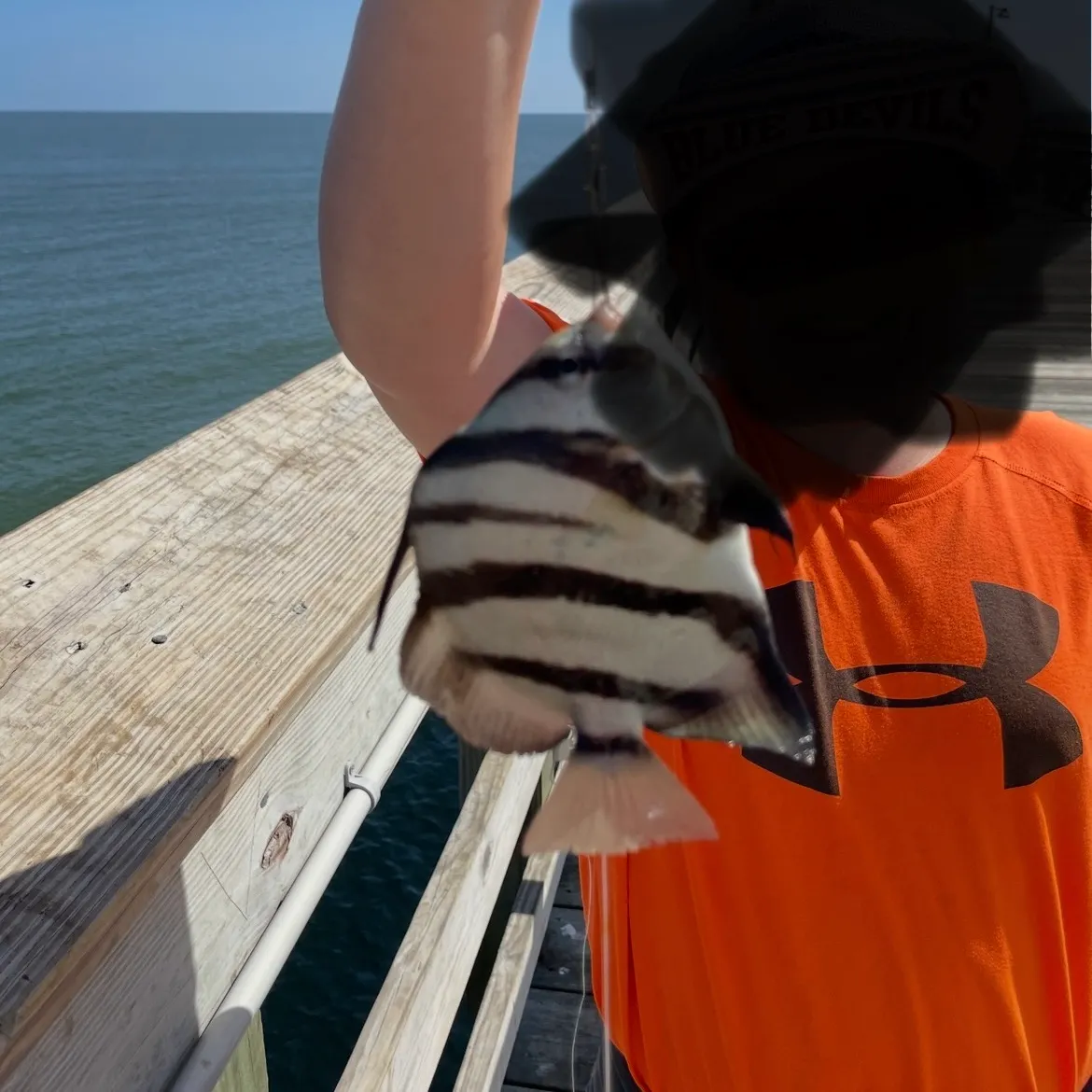 The most recent Atlantic spadefish catches on Fishbrain