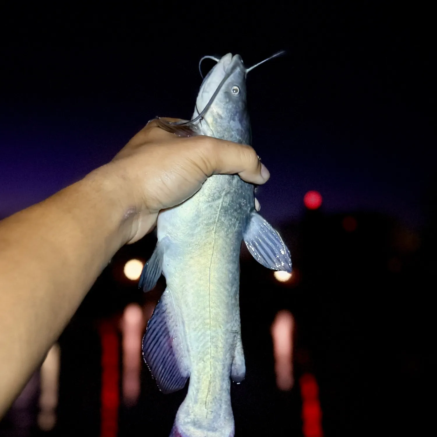 The most recent Black bullhead catches on Fishbrain