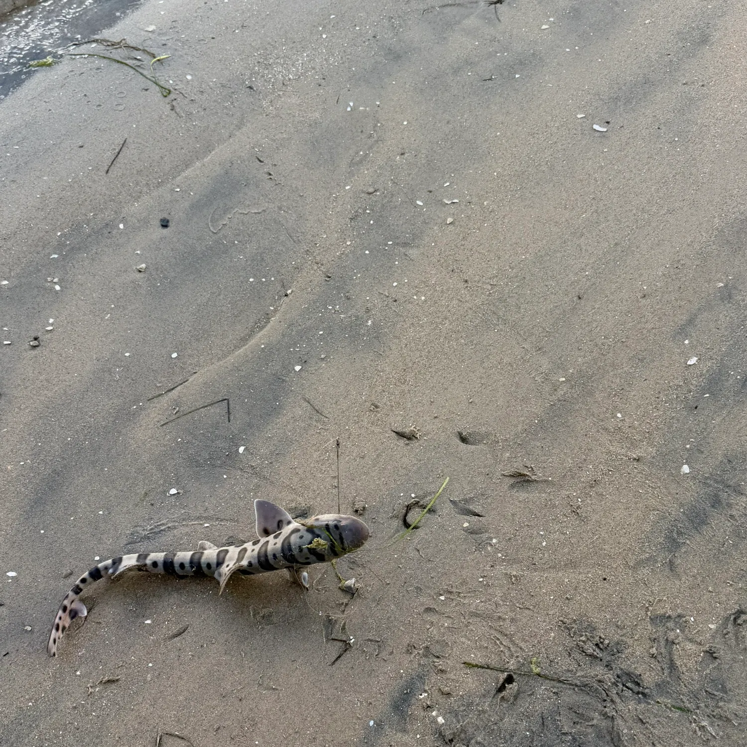 The most recent Leopard shark catches on Fishbrain