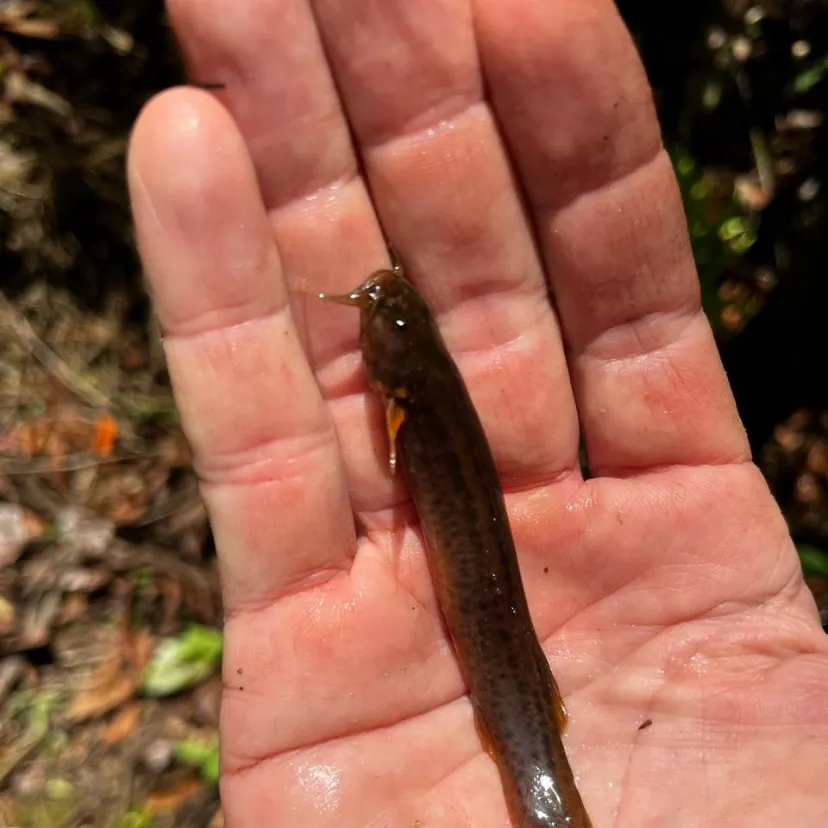 The most recent Chapman's pencil catfish catches on Fishbrain