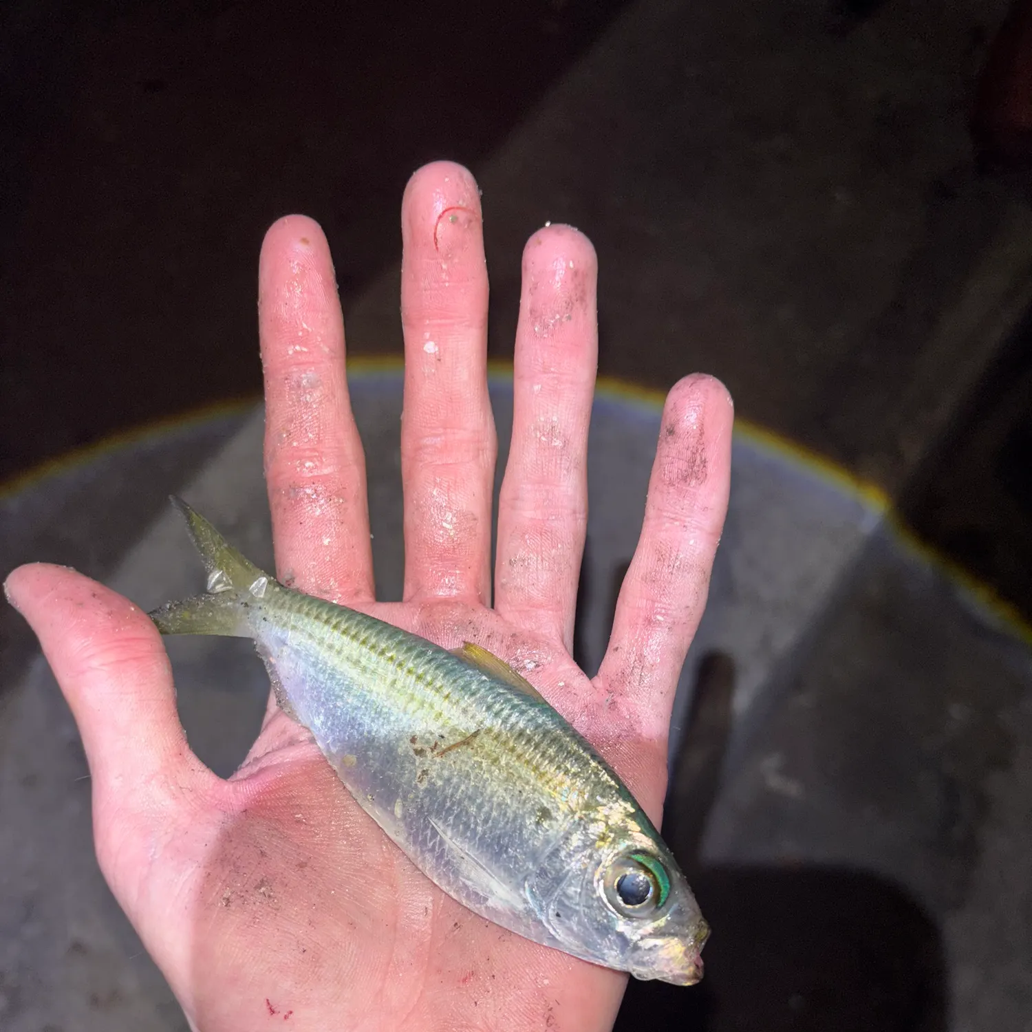 The most recent Atlantic thread herring catches on Fishbrain