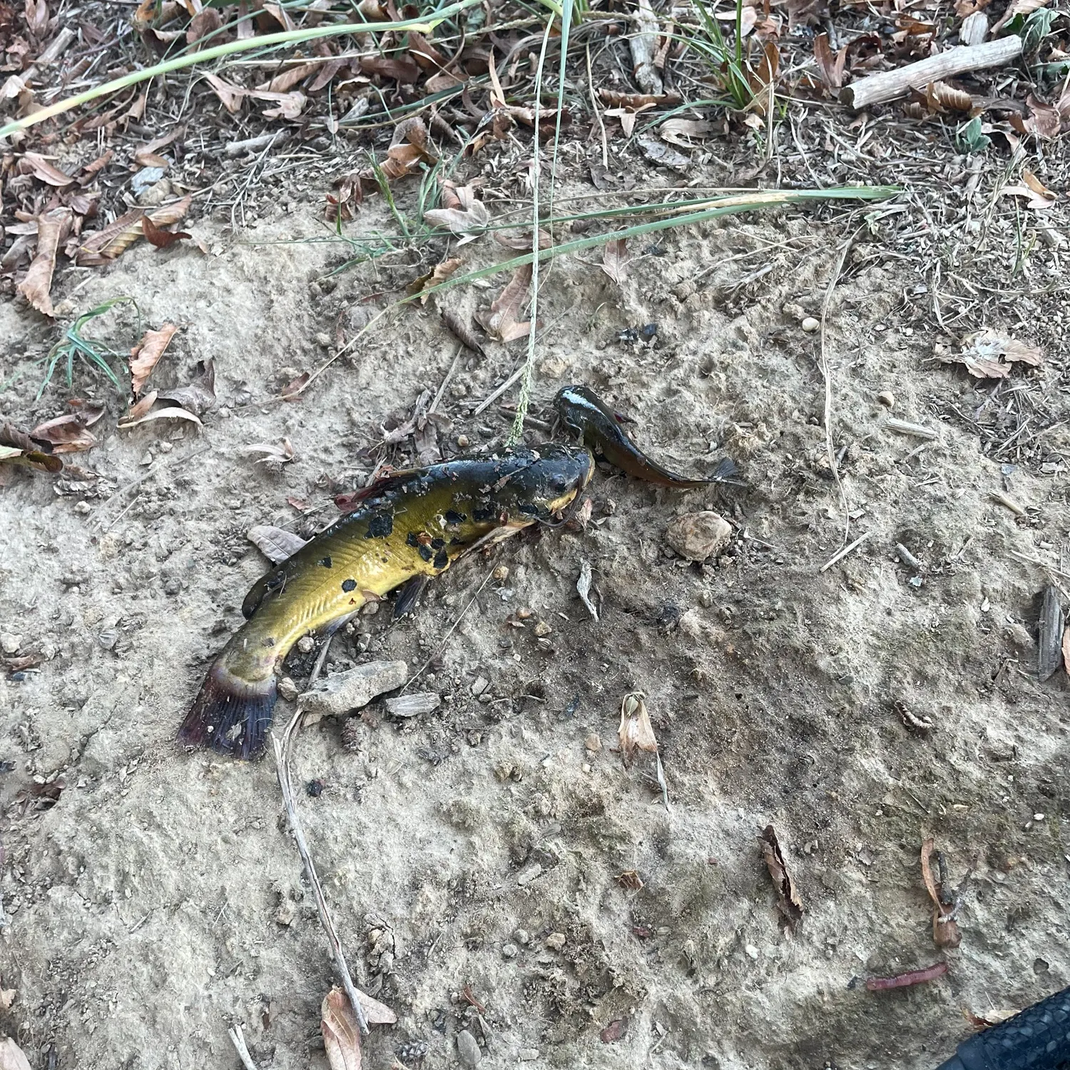 Black bullhead caught on Fishbrain