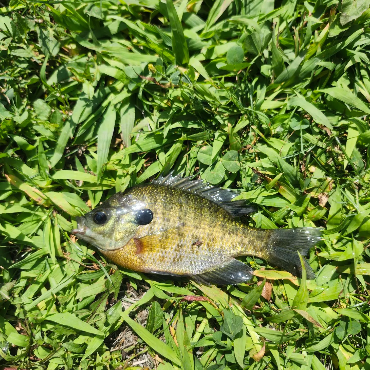 Bluegill caught on Fishbrain