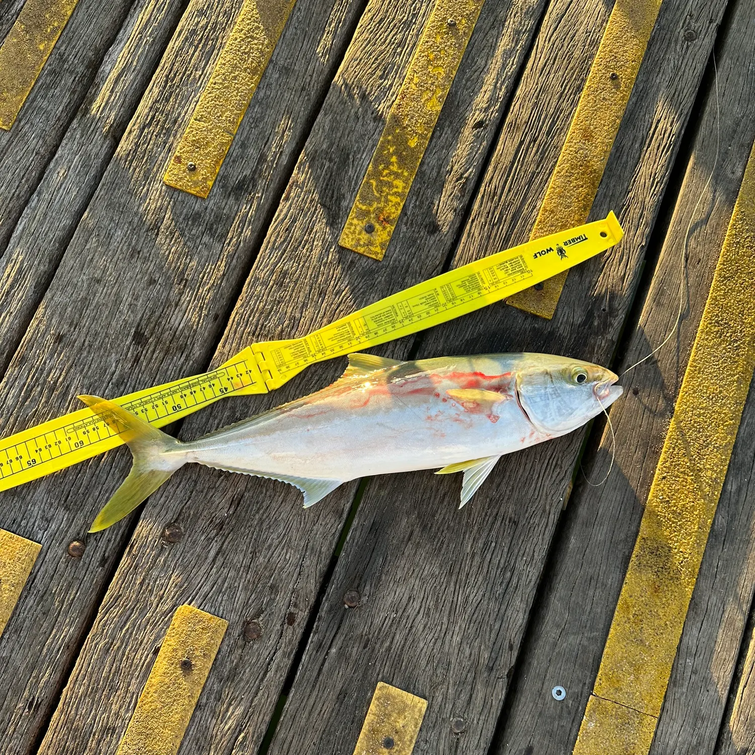 The most recent Southern yellowtail amberjack catches on Fishbrain