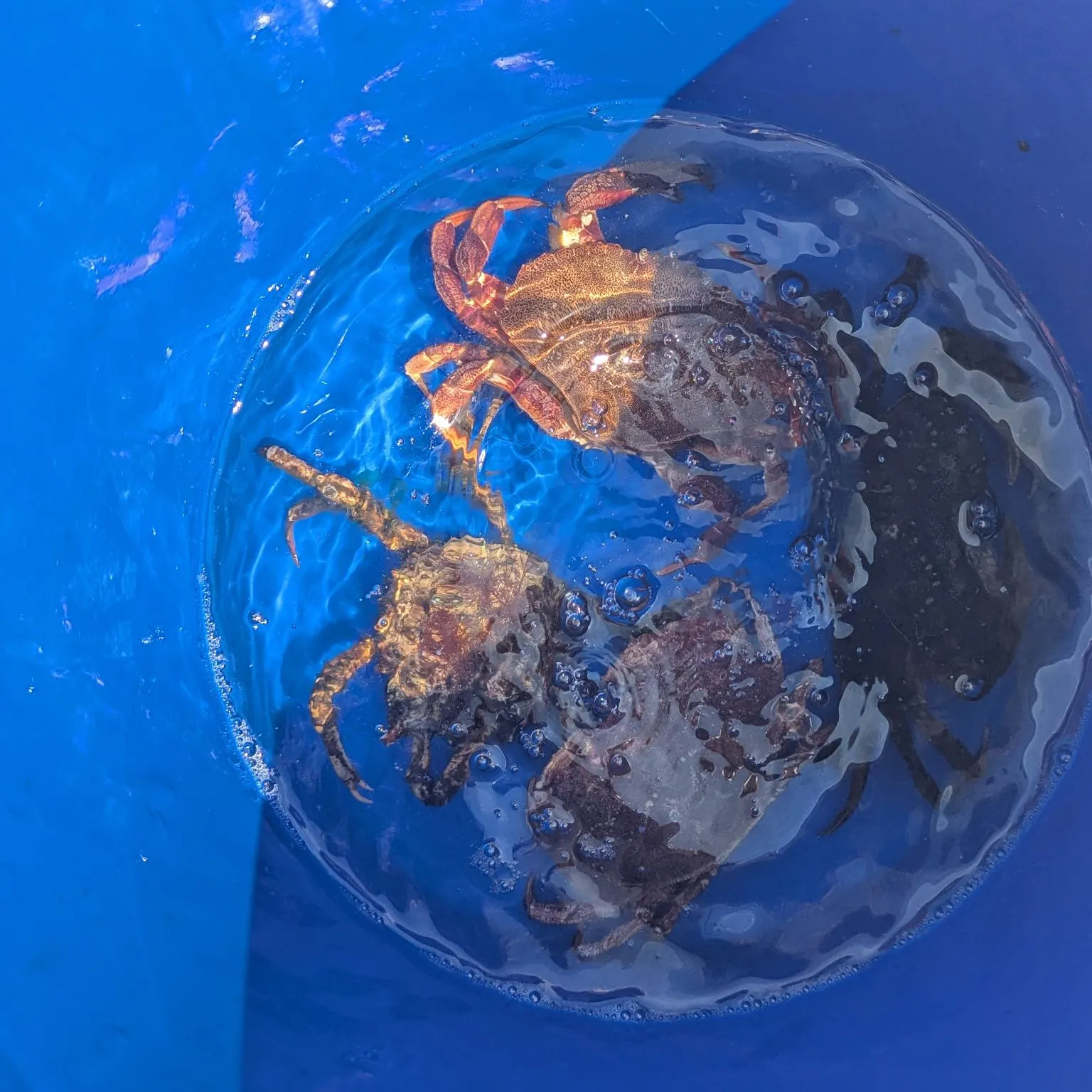 The most recent Green crab catches on Fishbrain