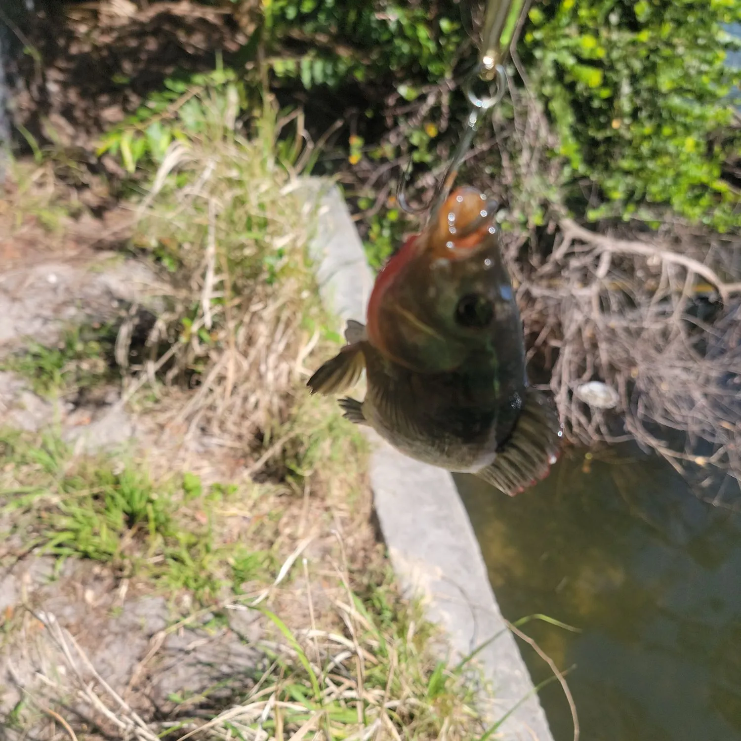 The most recent Mayan cichlid catches on Fishbrain